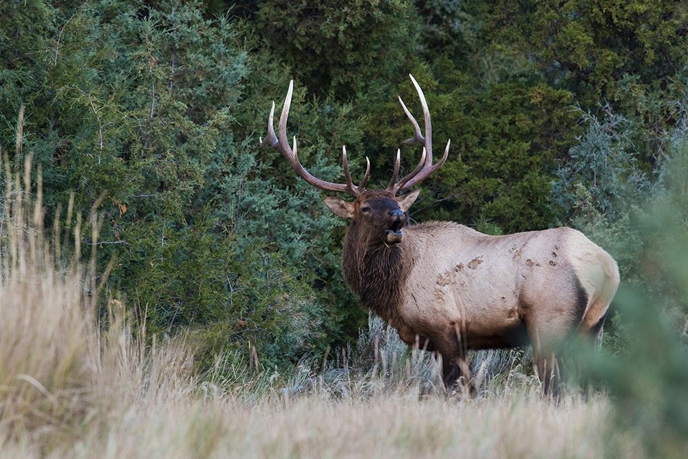 Bull Elk Bugling